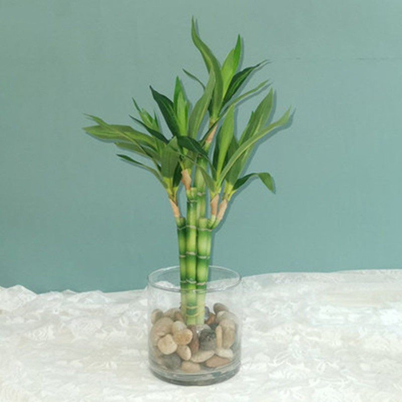نبات البامبو الصناعي الجديد بط - مراجعة Desktop Organizer Bamboo وسعره
