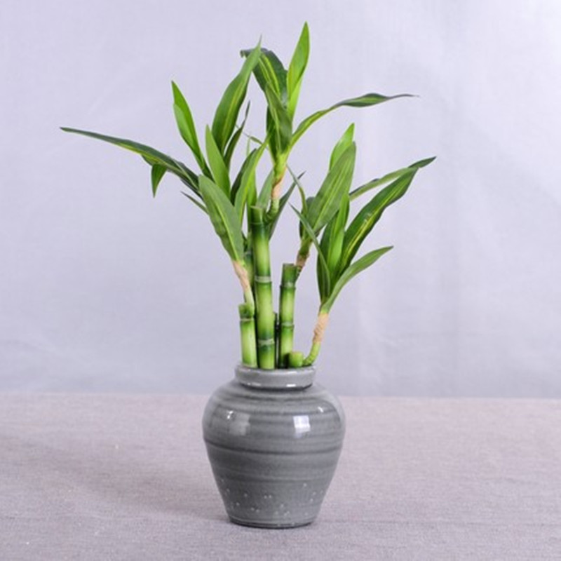 نبات البامبو الصناعي الجديد بط - مراجعة Desktop Organizer Bamboo وسعره